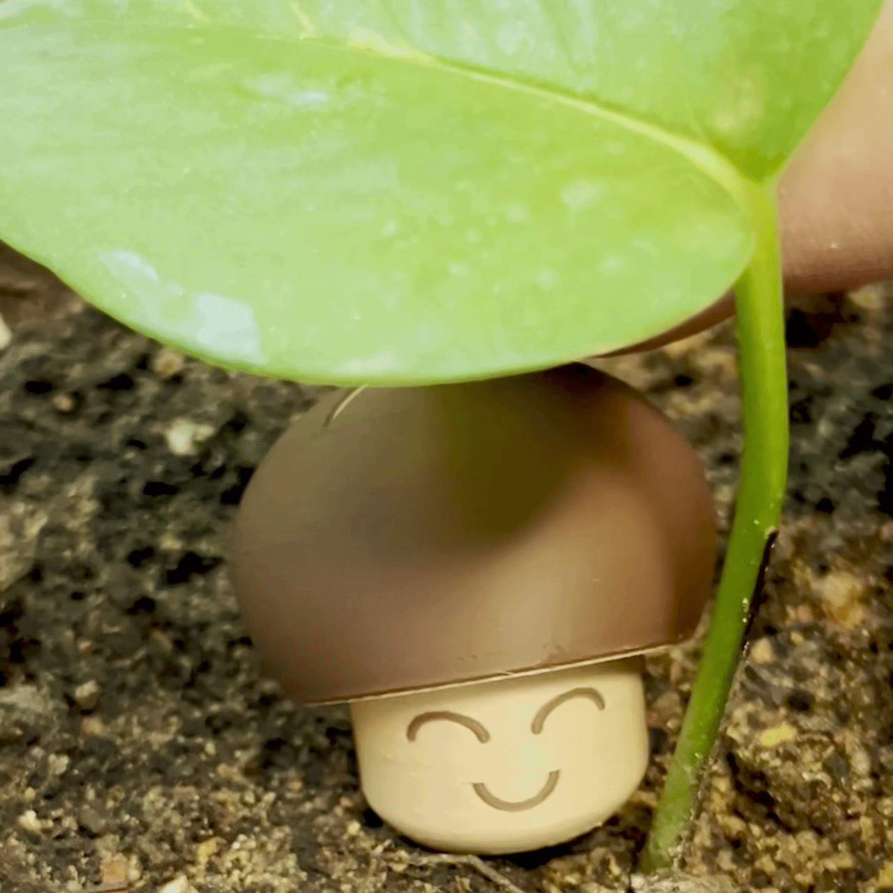 Shitake Mushroom Fidget Clicker